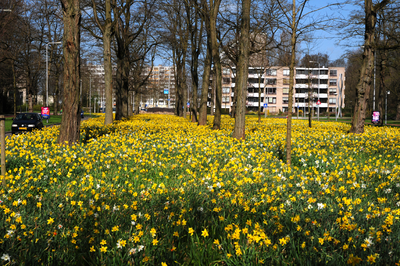 814771 Afbeelding van bloeiende narcissen op de middenstrook van de Carnegiedreef te Utrecht. Rechts op de achtergrond ...
